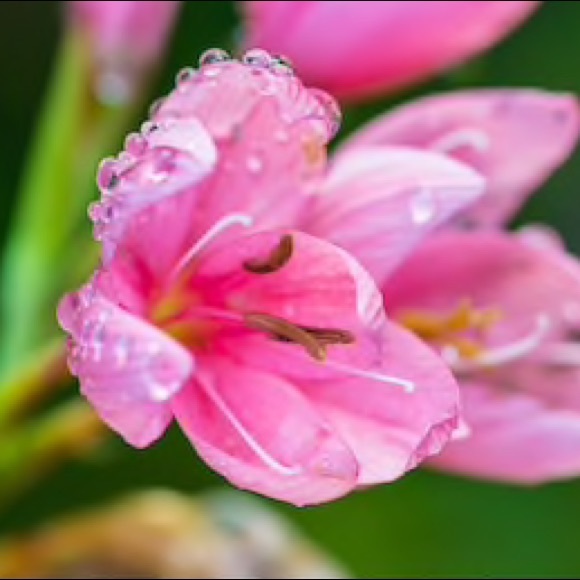 Meet your Posher, Kelly - Picture 1 of 1